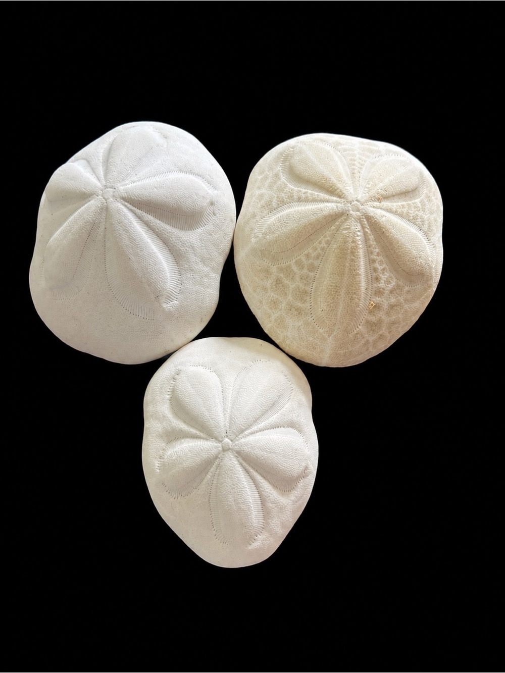 Natural White Sand Dollar Decorative Set of 3